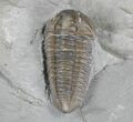 Large Flexicalymene Trilobite - Ohio #20986-2